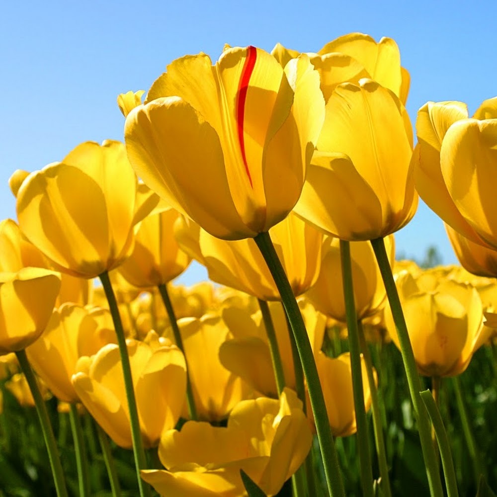 Meet your Posher, Svetochka